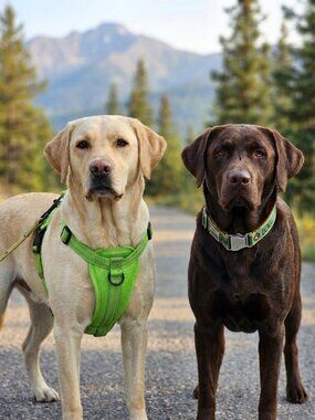 Alcott Adventure Dog Harness & Cycle Dog Brew Collar Bundle - Large